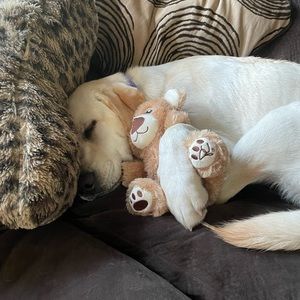 Meet your Posher, Abby